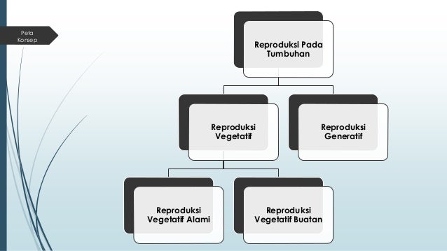 Reproduksi Tumbuhan Xi Ipa