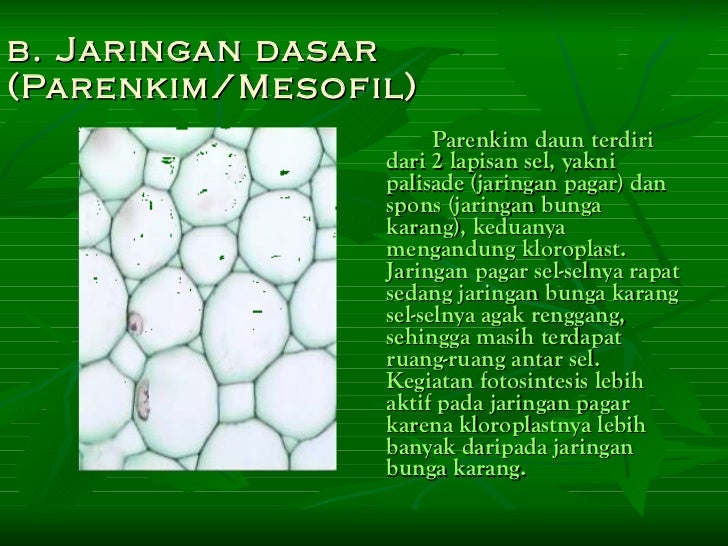 Biologi struktur dan fungsi jaringan tumbuhan
