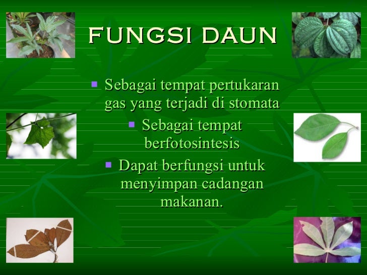 Biologi struktur dan fungsi jaringan tumbuhan