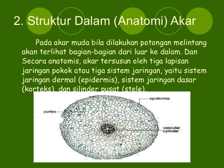 Biologi struktur dan fungsi jaringan tumbuhan