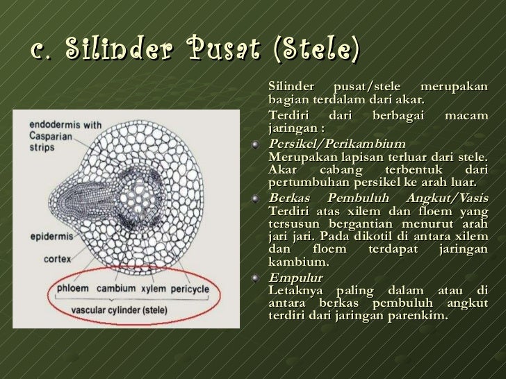 Biologi struktur dan fungsi jaringan tumbuhan 