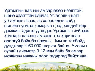 Ургамлын навчны амсар өдөр нээлттэй,
шөнө хаалттай байдаг. Ус өдрийн цагт
ургамлын эсээс, эс хоорондын зайд
шилжин улмаар амсрын доод хөндийгөөр
дамжин гадагш ууршдаг. Ургамлын зүйлээс
хамаарч навчны амсрын тоо харилцан
адилгүй байх ба навчны 1мм кв талбайд
дунджаар 1-60,000 ширхэг байна. Амсрын
сүвийн диаметр 3-12 мкм байх ба амсар
ихэвчлэн навчны доод гадаргад байрлана.
 
