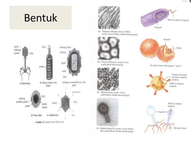 Biologi 10 virus