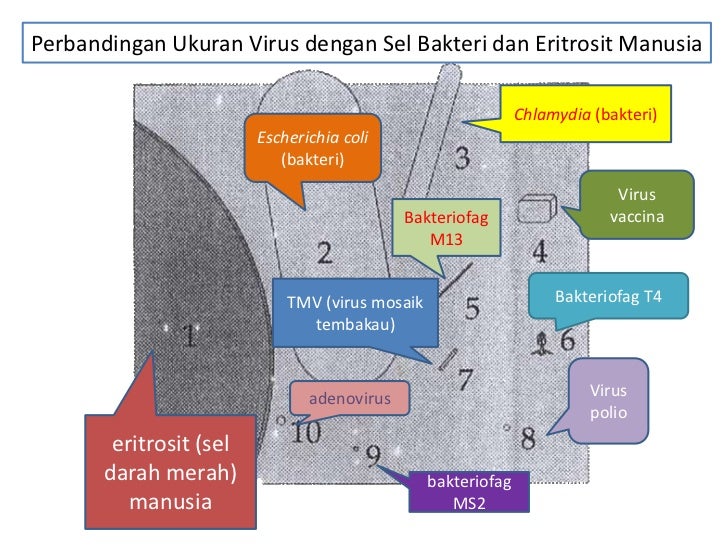 Biologi 10 virus