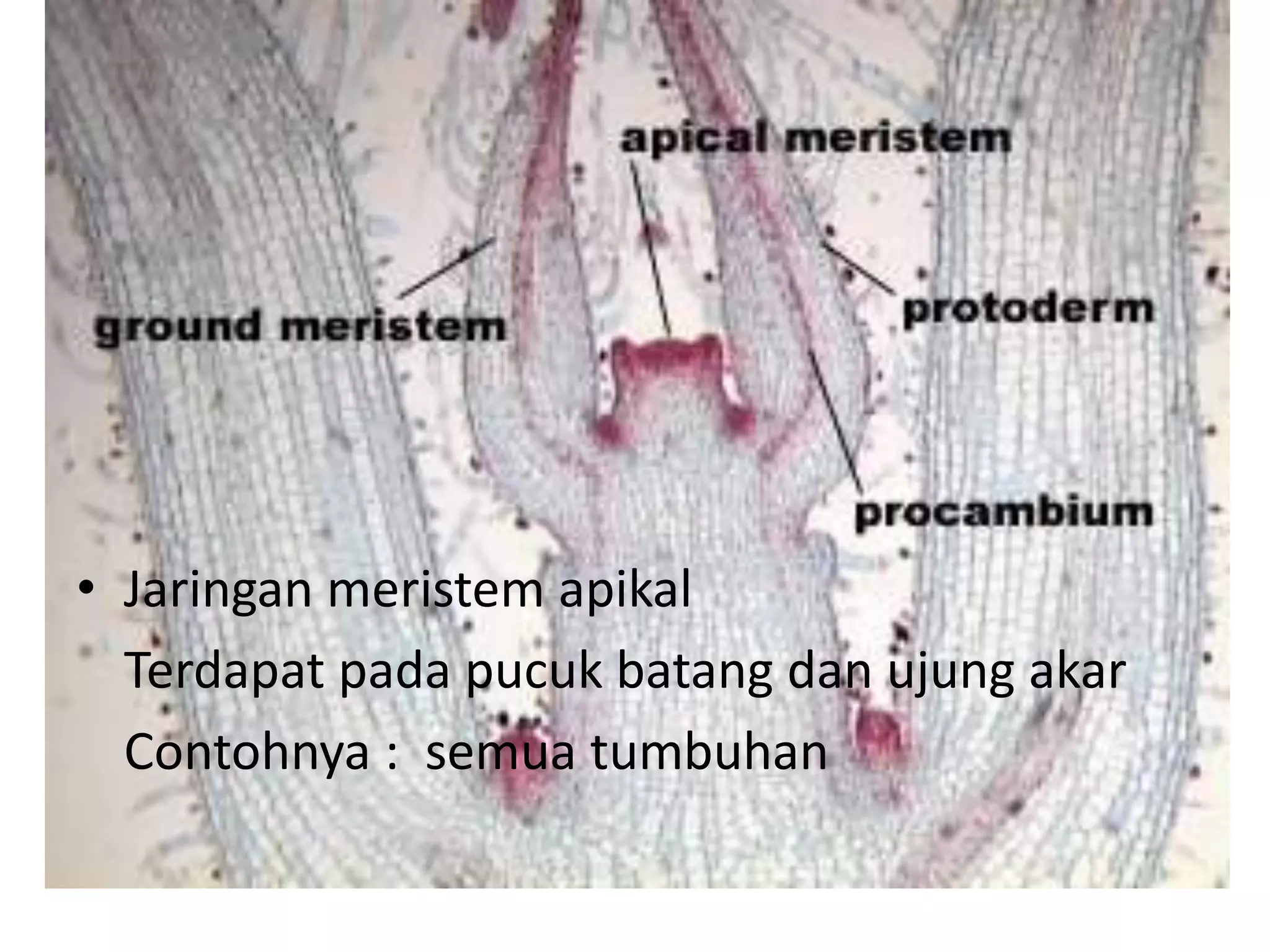 Biologi 11 jaringan tumbuhan | PPTX