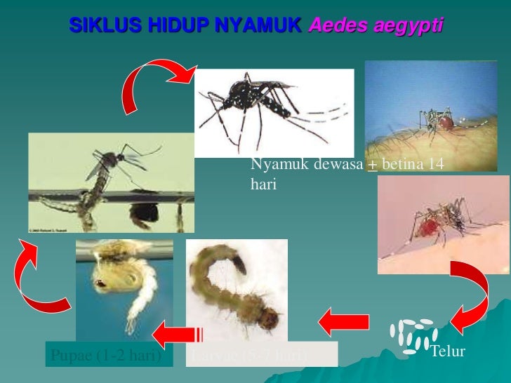 Biologi 2