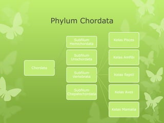 Phylum Chordata
Chordata
Subfilum
Hemichordata
Subfilum
Urochordata
Subfilum
Vertebrata
Kelas Pisces
Kelas Amfibi
Kelas Reptil
Kelas Aves
Kelas Mamalia
Subfilum
Chepalochordata