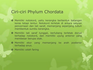 Ciri-ciri Phylum Chordata
Memiliki notokord, yaitu kerangka berbentuk batangan
keras tetapi lentur. Notokord terletak di antara saluran
pencernaan dan tali saraf, memanjang sepanjang tubuh
membentuk sumbu kerangka.
Memiliki tali saraf tunggal, berlubang terletak dorsal
terhadap notokord, dan memiliki ujung anterior yang
membesar berupa otak.
Memiliki ekor yang memanjang ke arah posterior
terhadap anus.
Memiliki celah faring