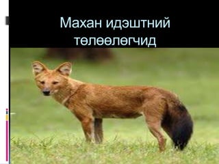Махан идэштний
 төлөөлөгчид
 
