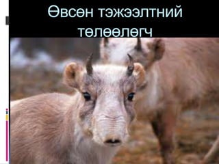 Өвсөн тэжээлтний
   төлөөлөгч
 