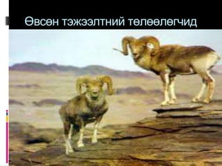 Өвсөн тэжээлтний төлөөлөгчид
 