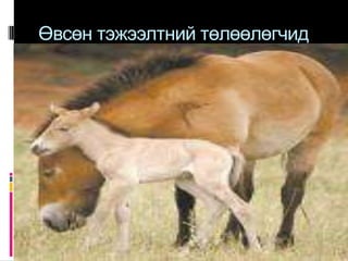 Өвсөн тэжээлтний төлөөлөгчид
 