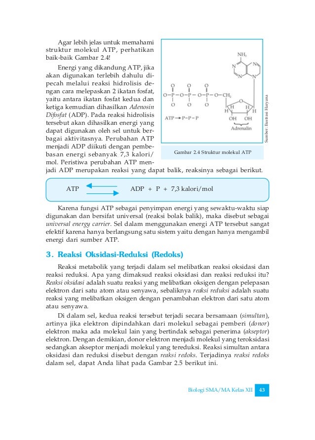Contoh Soal Pg Biologi Kelas Xii 44 Tugas Sekolahku
