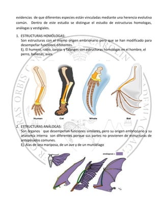 evidencias de que diferentes especies están vinculadas mediante una herencia evolutiva
común. Dentro de este estudio se distingue el estudio de estructuras homologas,
análogas y vestigiales.
1. ESTRUCTURAS HOMÓLOGAS:
Son estructuras con el mismo origen embrionario pero que se han modificado para
desempeñar funciones diferentes.
Ej. El humero, radio, carpio y falanges son estructuras homologas en el hombre, el
perro, ballenas, aves.
2. ESTRUCTURAS ANÁLOGAS:
Son órganos que desempeñan funciones similares, pero su origen embrionario y su
anatomía interna son diferentes porque sus partes no provienen de estructuras de
antepasados comunes.
Ej. Alas de una mariposa, de un ave y de un murciélago
 