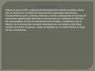 LOS CROMOSOMASSabemos que el ADN, sustancia fundamental del material cromático difuso (así se observa en la célula de reposo),está organizado estructural y funcionalmente junto a ciertas proteínas y ciertos costituyentes en formas de estructuras abastonadas llamadas cromosomas.Las unidades de DNA son las responsables de las características estructurales y metabólicas de la célula y de la transmisión de estos caracteres de una célula a otra.Estasrecibèn el nombre de genes y están arregladas en un orden lineal a lo largo de los cromosomas