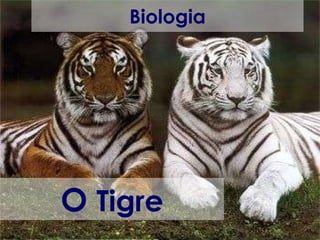 Biologia O  Tigre 