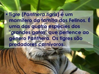 Tigre ( Panthera tigris ) é um mamífero da família dos Felinos. É uma das quatro espécies dos "grandes gatos" que pertence ao género Panthera. Os tigres são predadores carnívoros.   