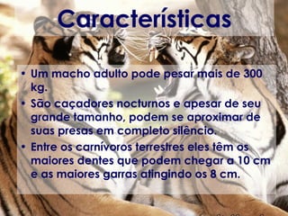 Características Um macho adulto pode pesar mais de 300 kg. São caçadores nocturnos e apesar de seu grande tamanho, podem se aproximar de suas presas em completo silêncio.  Entre os carnívoros terrestres eles têm os maiores dentes que podem chegar a 10 cm e as maiores garras atingindo os 8 cm.  