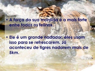 A força da sua mordida é a mais forte entre todos os felinos. Ele é um grande nadador, eles usam isso para se refrescarem. Já aconteceu de tigres nadarem mais de 5km. 