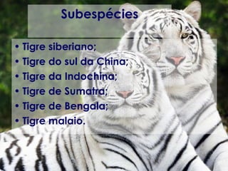 Subespécies Tigre siberiano; Tigre do sul da China; Tigre da Indochina; Tigre de Sumatra; Tigre de Bengala; Tigre malaio. 