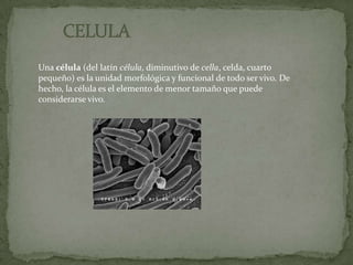           CELULAUna célula (del latín célula, diminutivo de cella, celda, cuarto pequeño) es la unidad morfológica y funcional de todo ser vivo. De hecho, la célula es el elemento de menor tamaño que puede considerarse vivo.[