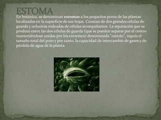    ESTOMAEn botánica, se denominan estomas a los pequeños poros de las plantas localizadas en la superficie de sus hojas. Constan de dos grandes células de guarda y oclusivas rodeadas de células acompañantes. La separación que se produce entre las dos células de guarda (que se pueden separar por el centro manteniéndose unidas por los extremos) denominada "ostiolo", regula el tamaño total del poro y por tanto, la capacidad de intercambio de gases y de pérdida de agua de la planta.
