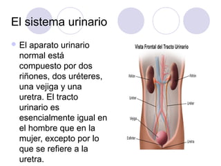 El sistema urinario
 El aparato urinario
normal está
compuesto por dos
riñones, dos uréteres,
una vejiga y una
uretra. El tracto
urinario es
esencialmente igual en
el hombre que en la
mujer, excepto por lo
que se refiere a la
uretra.
 