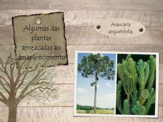 Desaparecimento de espécies animais e vegetais