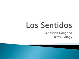 Los Sentidos Sebastian Dangond Icfes Biology 