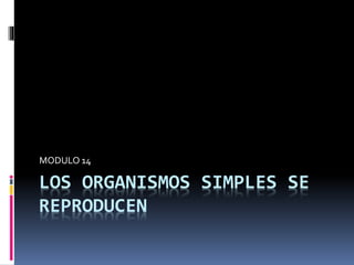 LOS ORGANISMOS SIMPLES SE
REPRODUCEN
MODULO 14
 