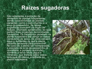 Raízes sugadoras   São adaptadas à extração de alimentos de plantas hospedeiras, sendo características de plantas parasitas, como o cipó-chumbo e a erva-de-passarinho. As raízes sugadoras possuem um órgão de fixação, chamado apreensório, do qual partem finas projeções denominadas haustórios. Os   haustórios penetram na planta hospedeira até atingir os vasos condutores de seiva, de onde extraem água e nutrientes de que a planta parasita necessita para sobreviver. No caso de a planta ser hemiparasita, a exemplo da erva-de-passarinho (é clorofilada, e portanto autótrofa), somente a seiva bruta (água e minerais), que transita pelos vasos lenhosos do xilema, é retirada da planta hospedeira.  