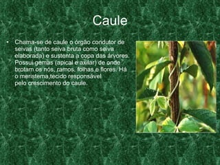 Caule Chama-se de caule o órgão condutor de seivas (tanto seiva bruta como seiva elaborada) e sustenta a copa das árvores. Possui gemas (apical e axilar) de onde brotam os nós, ramos, folhas e flores. Há o meristema,tecido responsável pelo crescimento do caule.  