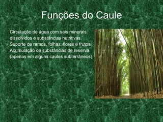 Funções do Caule Circulação de água com sais minerais dissolvidos e substâncias nutritivas. Suporte de ramos, folhas, flores e frutos. Acumulação de substâncias de reserva (apenas em alguns caules subterrâneos). 