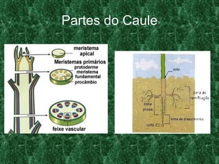 Partes do Caule 