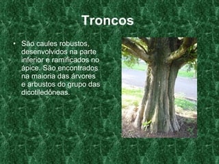 Troncos   São caules robustos, desenvolvidos na parte inferior e ramificados no ápice. São encontrados na maioria das árvores e arbustos do grupo das dicotiledôneas.  