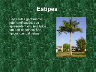 Estipes   São caules geralmente não ramificados, que apresentam em seu ápice um tufo de folhas. São típicos das palmeiras.  