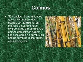 Colmos   São caules não-ramificados que se distinguem dos estipes por apresentarem, em toda a sua extensão, divisão nítida em gomos. Os gomos dos colmos podem ser ocos como no bambu, ou cheios como no milho ou na cana-de-açúcar.  