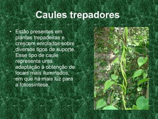Caules trepadores   Estão presentes em plantas trepadeiras e crescem enrolados sobre diversos tipos de suporte. Esse tipo de caule representa uma adaptação à obtenção de locais mais iluminados, em que há mais luz para a fotossíntese.  