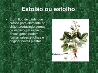 Estolão ou estolho   É um tipo de caule que cresce paralelamente ao chão, produzindo gemas de espaço em espaço. Essas gema podem formar raízes e folhas e originar novas plantas.   