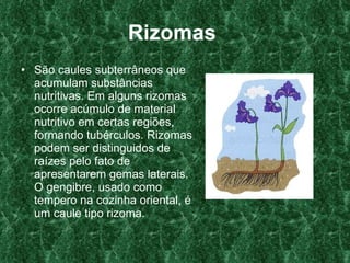 Rizomas   São caules subterrâneos que acumulam substâncias nutritivas. Em alguns rizomas ocorre acúmulo de material nutritivo em certas regiões, formando tubérculos. Rizomas podem ser distinguidos de raízes pelo fato de apresentarem gemas laterais. O gengibre, usado como tempero na cozinha oriental, é um caule tipo rizoma.   