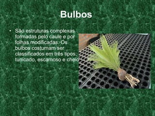 Bulbos   São estruturas complexas formadas pelo caule e por folhas modificadas. Os bulbos costumam ser classificados em três tipos: tunicado, escamoso e cheio.    
