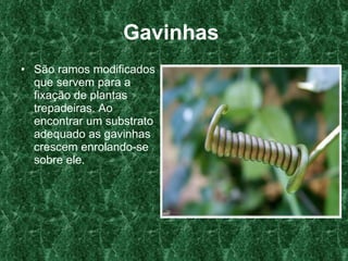 Gavinhas   São ramos modificados que servem para a fixação de plantas trepadeiras. Ao encontrar um substrato adequado as gavinhas crescem enrolando-se sobre ele.   