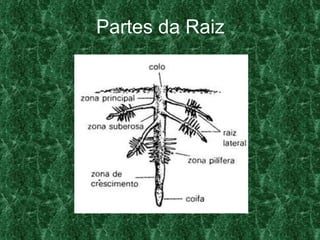Partes da Raiz 