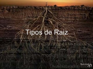 Tipos de Raiz 