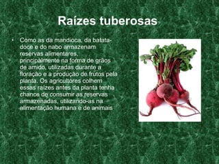Raízes tuberosas   Como as da mandioca, da batata-doce e do nabo armazenam reservas alimentares, principalmente na forma de grãos de amido, utilizadas durante a floração e a produção de frutos pela planta. Os agricultores colhem essas raízes antes da planta tenha chance de consumir as reservas armazenadas, utilizando-as na alimentação humana e de animais .  