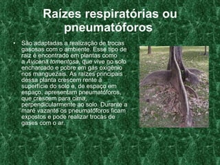 Raízes respiratórias ou pneumatóforos   São adaptadas a realização de trocas gasosas com o ambiente. Esse tipo de raiz é encontrado em plantas como a  Avicena tomentosa , que vive no solo encharcado e pobre em gás oxigênio nos manguezais. As raízes principais dessa planta crescem rente à superfície do solo e, de espaço em espaço, apresentam pneumatóforos, que crescem para cima, perpendicularmente ao solo. Durante a maré vazante os pneumatóforos ficam expostos e pode realizar trocas de gases com o ar.  
