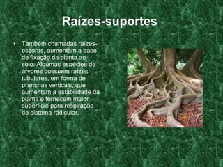Raízes-suportes   Também chamadas raízes-escoras, aumentam a base de fixação da planta ao solo. Algumas espécies de árvores possuem raízes tubulares, em forma de pranchas verticais, que aumentam a estabilidade da planta e fornecem maior superfície para respiração do sistema radicular.  