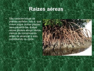 Raízes aéreas   São características de plantas epífetas, isto é, que vivem sobre outras plantas sem parasitá-las. Essas raízes podem atingir vários metros de comprimento antes de alcançar o solo, constituindo os cipós.  