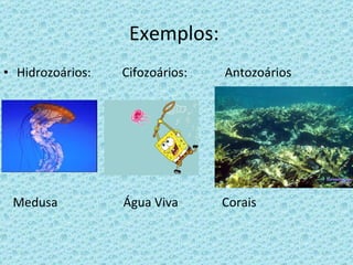 Exemplos:  Hidrozoários:  Cifozoários:  Antozoários  Medusa  Água Viva  Corais  