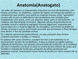 Anatomia(Anatogato) Ao redor da abertura os celenterados ostentam um anel de tentáculos com células urticantes, os cnidócitos, capazes de injetar um minúsculo espinho, o nematocisto que contém uma toxina ou material mucoso. Estes "aparelhos" servem não só para se defenderem dos predadores,mas também para imobilizarem uma presa, como um pequeno peixe, para se alimentarem - os cnidários são tipicamente carnívoros. Algumas células da gastroderme da cavidade central o celêntero segregam enzimas digestivas, enquanto que outras absorvem a matéria digerida. Na mesogleia, encontram-se dispersas células nervosas e outras com função muscular que promovem o fluxo de água para dentro e fora da cavidade central. Os cnidários apresentam polimorfismo, ou seja, possuem duas formas corporais possíveis: o pólipo e a medusa. Os pólipos têm corpo cilíndrico, e podem ser fixo a um substrato ou se locomoverem atraves de cambalhotas. A boca é situada na região superior, rodeada de tentáculos, com grande concentração de cnidócitos. Já as medusas são livre e natantes, sua boca se situa no centro da face inferior do corpo, que também é rodeada de tentáculos urticantes de efeito paralisante em pequenos animais, funcionando como forma de predar ou como maneira de se defender 